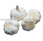 Jinxiang Normal White Garlic 2011
