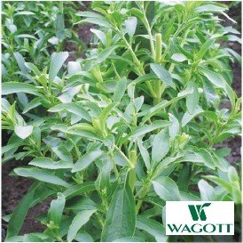  Stevia   leaf   powder 