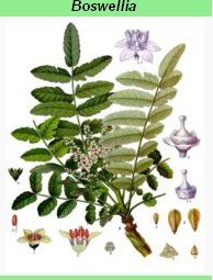 herbal  active   ingredient s/Boswellia acid