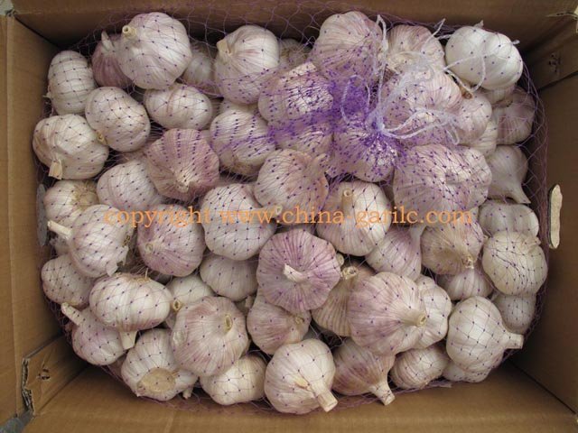  Soybean   Fiber 