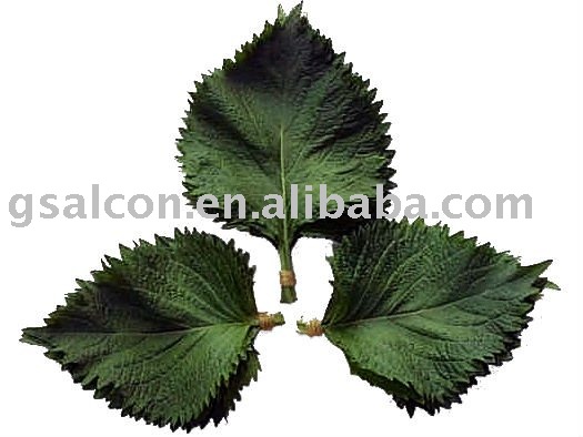 Shiso Leaves powder