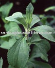 Natural  Reb  A  98 % Stevia
