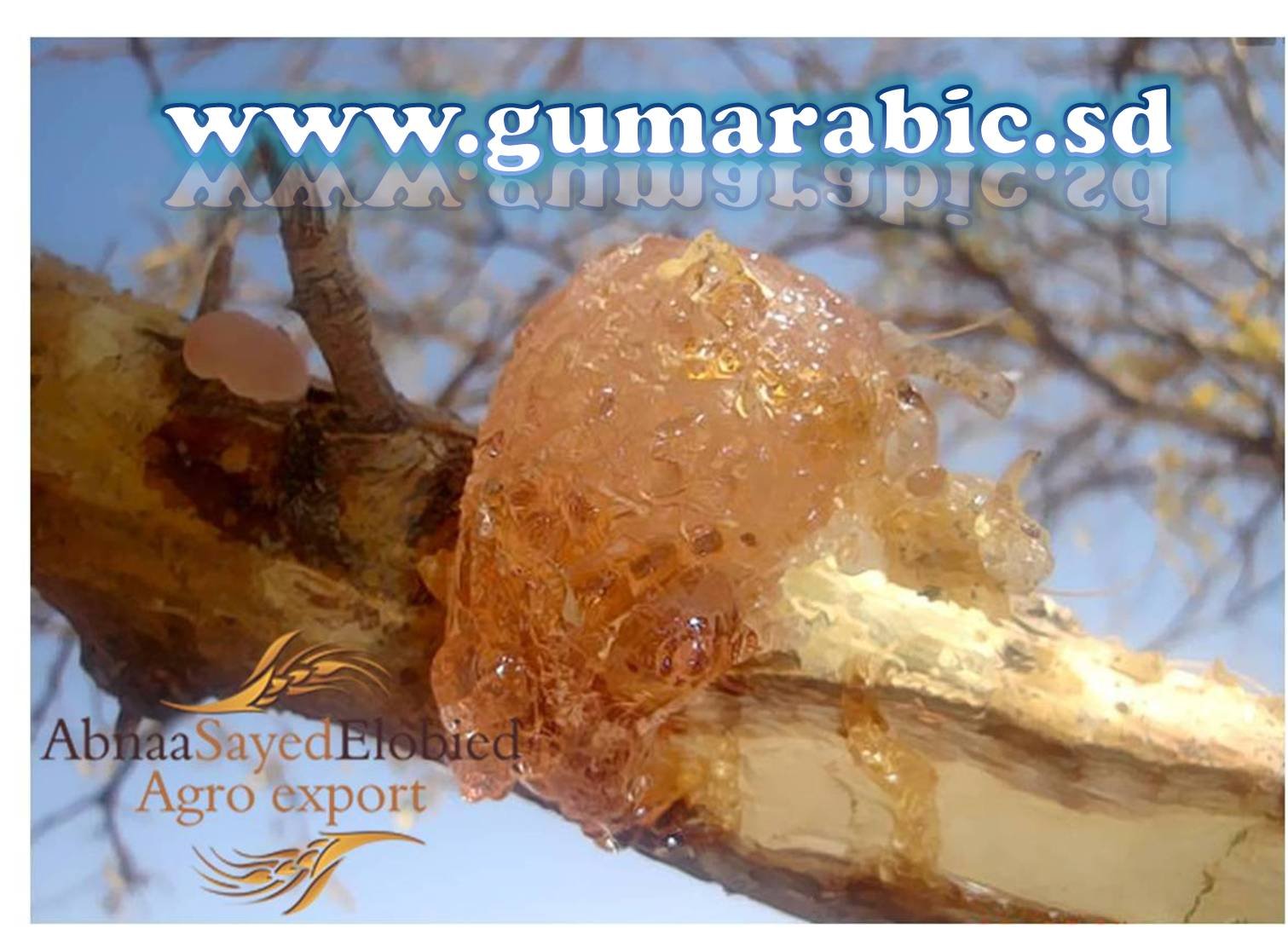  Arabic  Gum