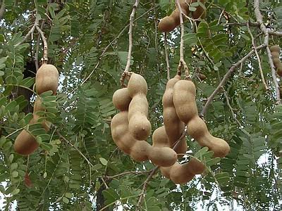 Refined Tamarind Seed Gum