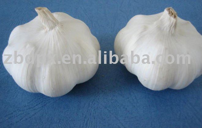 5.5cm pure  white  garlic
