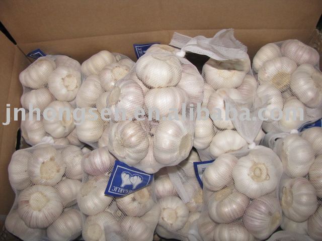 shandong regular white garlic