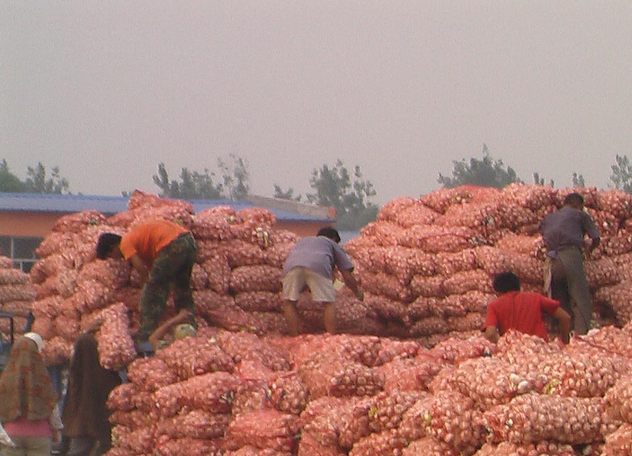 Normal white garlic