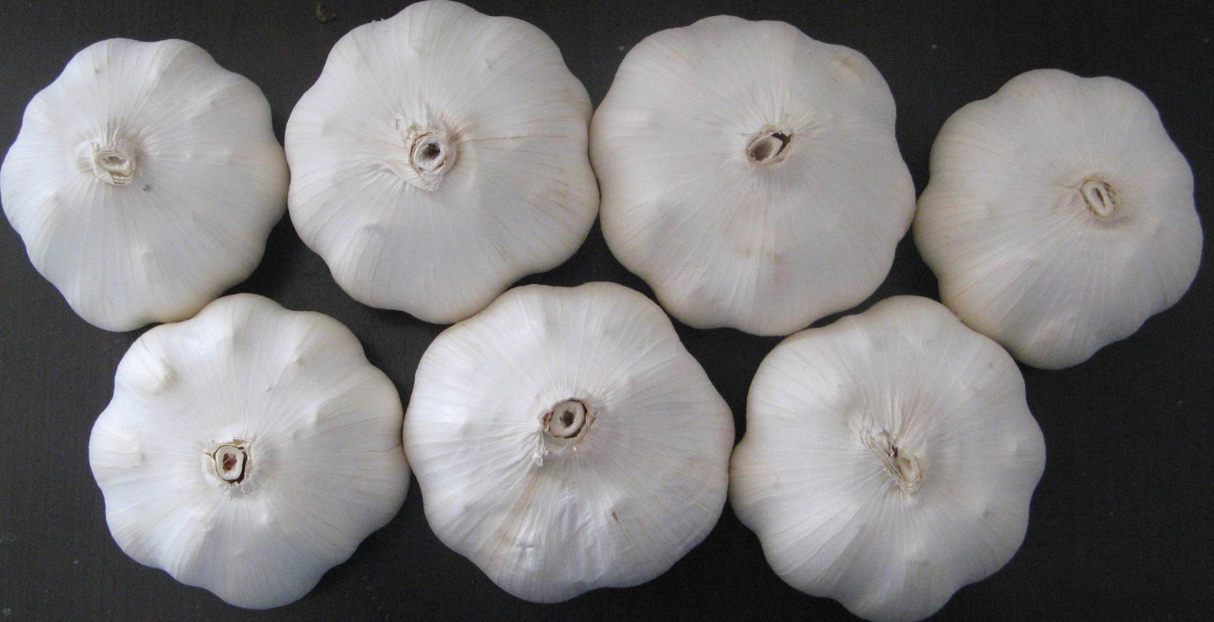 garlic