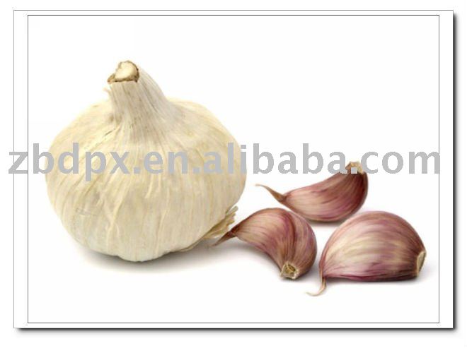 5.5cm fresh normal white garlic