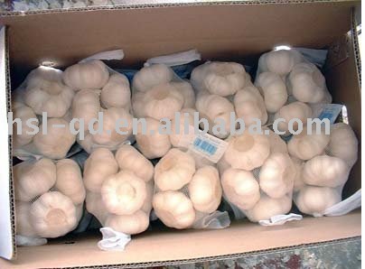  fresh   normal   garlic 