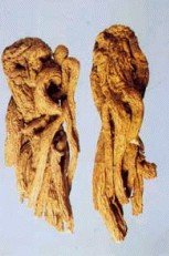  Dong   Quai   Extract 