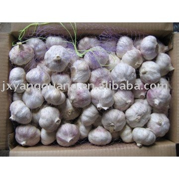 top quality fresh garlic from jinxiang, China