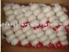 fresh  garlic  of  high   quality  from china