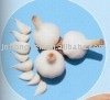 2010 fresh  garlic