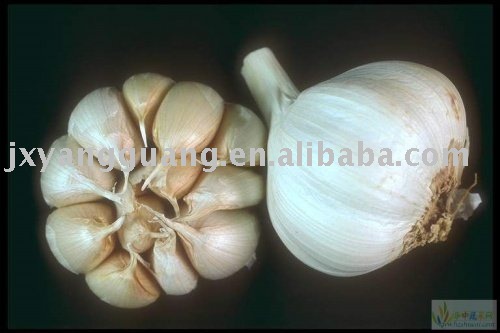 garlic of high quality from China