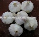  Pizhou    garlic  of china