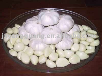 top quality fresh  garlic