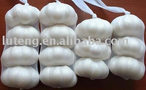 pure white garlic in 2009 crop