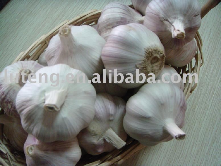 2009 Crop Normal White Garlic