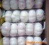 chinese fresh  white  garlic