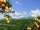 Pectin(Apple /Citrus)