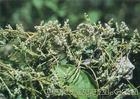  Dodder  Seed  extract 