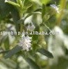 Stevia Extract