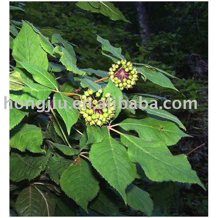 Siberian ginseng extract