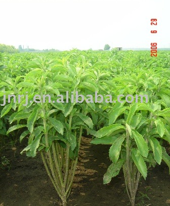  Steviol   glycoside   90 %-95%