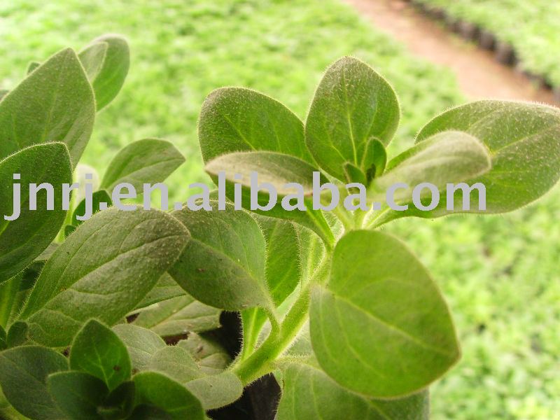  stevia  extract  Reb  A  40 %-98%