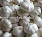 chinese red  garlic