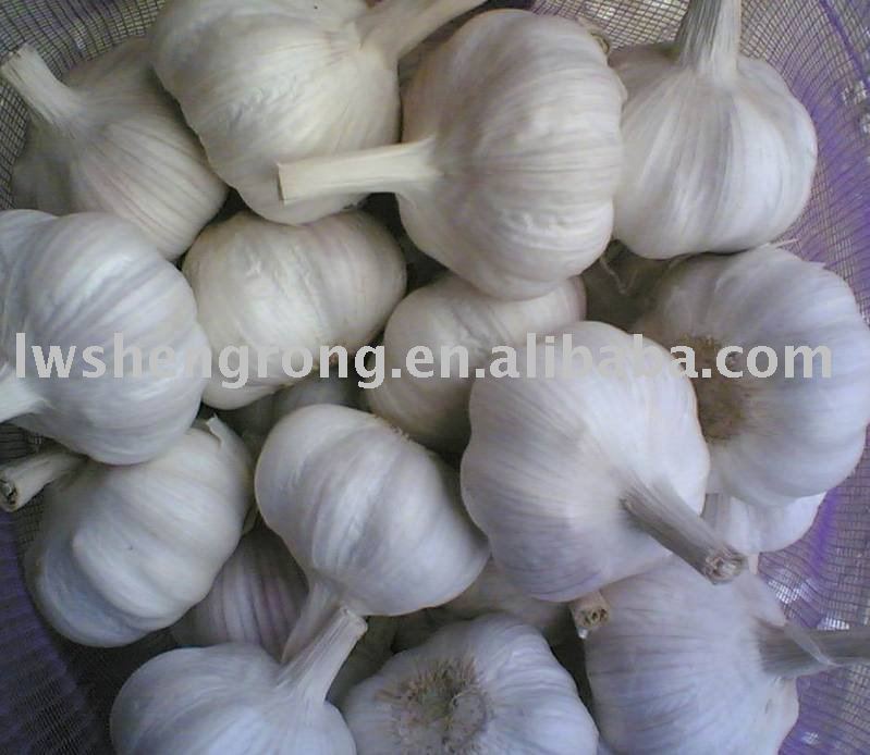 garlic,shandong garlic,normal garlic