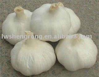 garlic,shandong garlic,china garlic