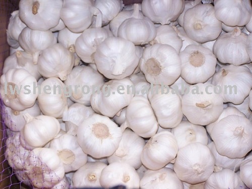 white garlic,shandong garlic,2010 garlic