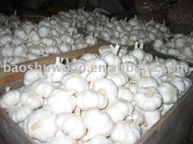 high quality Pizhou pure white garlic