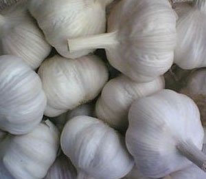 2010 new crop  garlic