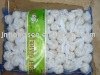 Fresh pure white garlic 2010 new crop