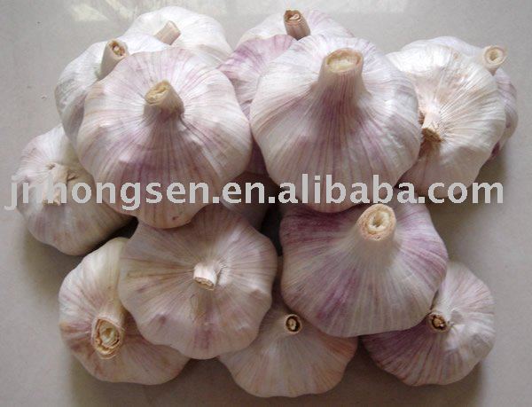the most popular normal white garlic