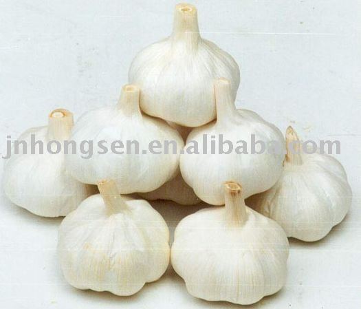 regular white garlic--new season
