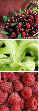 smoothies fruit powder