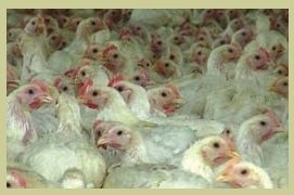 premix 1% for animal feeds- 1%TP-2 for fattening  of chickens(age to 3 weeks)