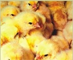 premix 1% for animal feeds- 1%TP-1 for chickens (age to 3 weeks)