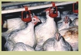 premix 1% for animal  feed s- 1%TP-3 for fattening  of  chicken s(finish)