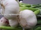 Jinxiang Normal White Garlic from Shandong