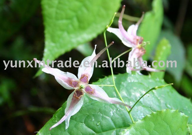 Natural Epimedium Extract :Icariin10%,40%,60%,80%,90%,98%