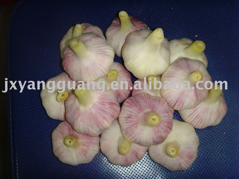 5.5cm  Jinxiang normal white  garlic  in  mesh   bag 
