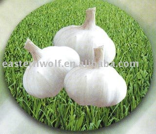 Chinese Fresh Pure White  Garlic  in  Carton  Package