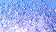 Citric Acid, Potassium  Sorbate , Sodium  Benzoate 