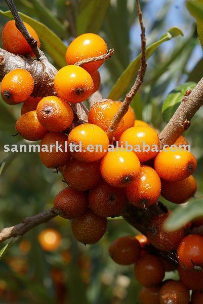 Seabuckthorn Oil