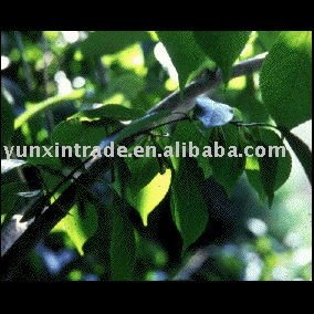 Eucommia Extract